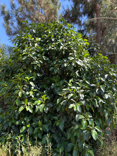iNaturalist observation photo of Port Jackson fig