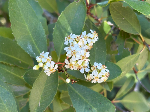 iNaturalist observation photo of Toyon