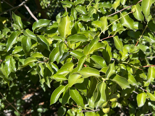 iNaturalist observation photo of hollyleaf cherry
