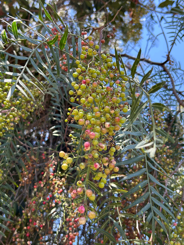 iNaturalist observation photo of Peruvian Pepper Tree