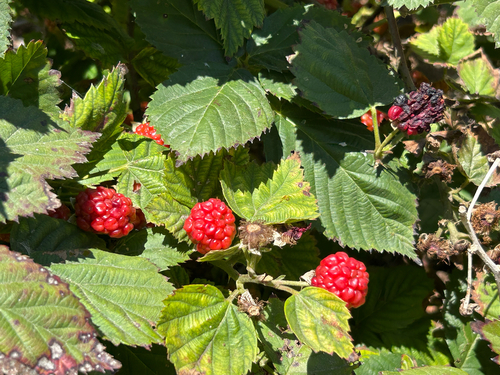 iNaturalist observation photo of brambles