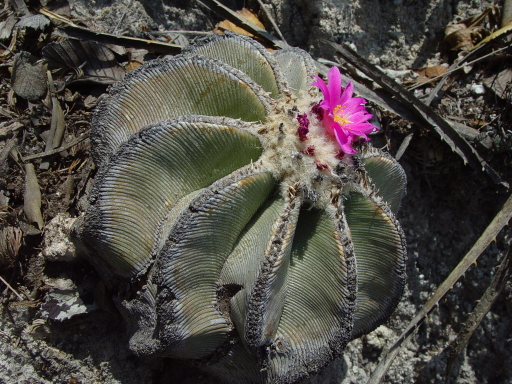 Qanday qilib erkakni anal orgazmga olib kelish mumkin (video)