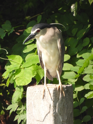 Black-crowned Night Heron
