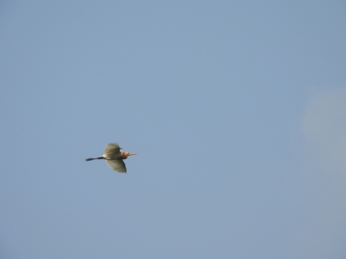 Eastern Cattle-Egret