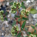 Euphorbia lasiocarpa - Photo (c) Lex García, todos los derechos reservados, subido por Lex García