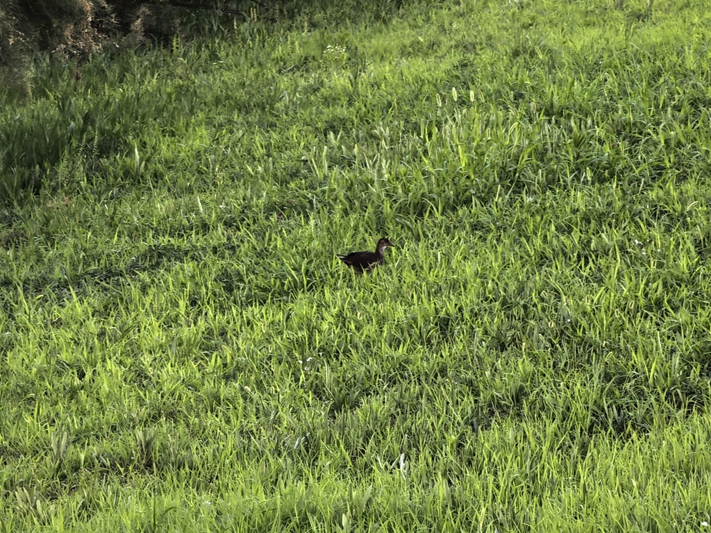 Common Moorhen from Yantai, CN-SD, CN on July 28, 2025 at 06:23 PM by ...