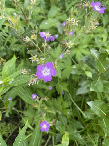 wood crane's-bill