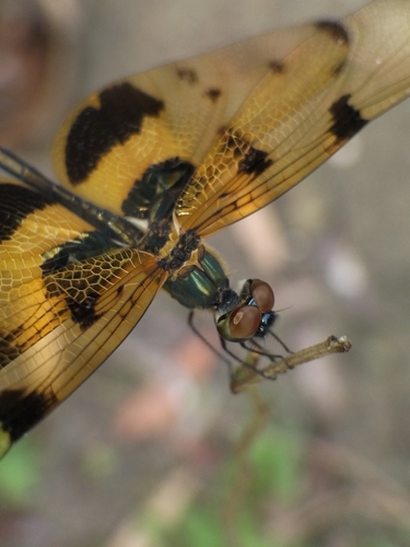 Common Picture Wing
