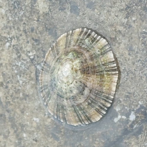 Patella caerulea