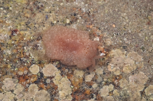 Pleurehdera stellata