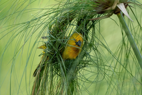 Holub's Golden-Weaver
