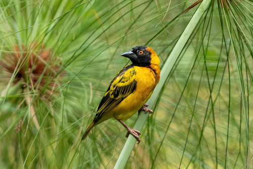 Village Weaver