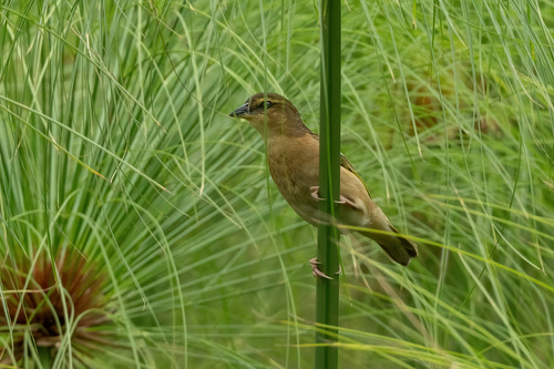 Northern Brown-throated Weaver
