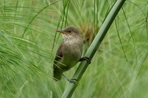 Greater Swamp Warbler