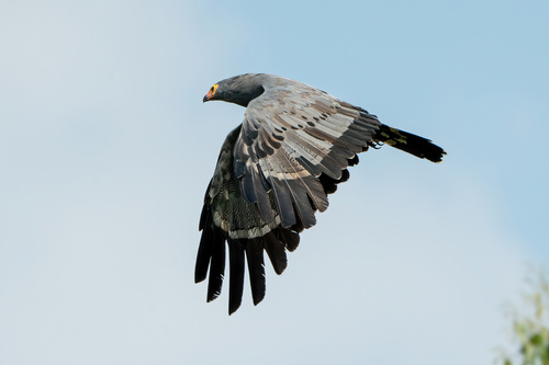 African Harrier-Hawk