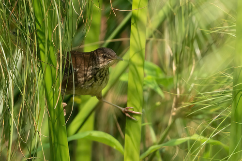 White-winged Swamp Warbler