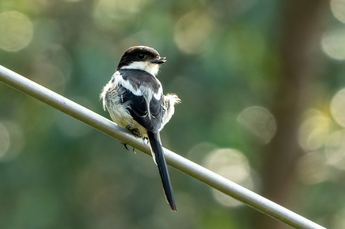 Northern Fiscal