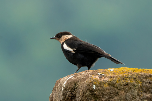Arnot's Chat