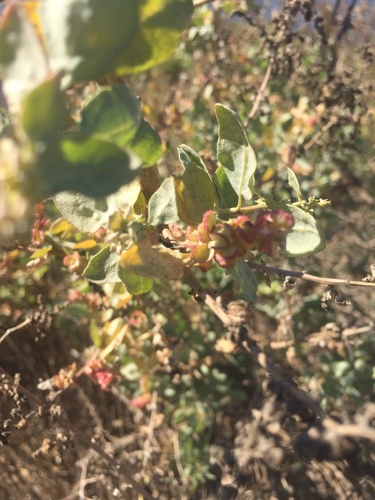 iNaturalist observation photo of big saltbush