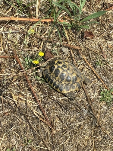 Testudo hermanni hermanni