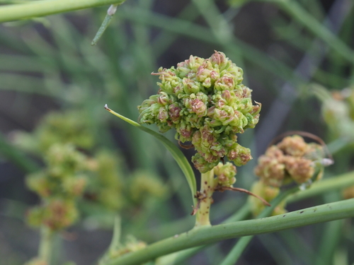 skeletonweed gall mite