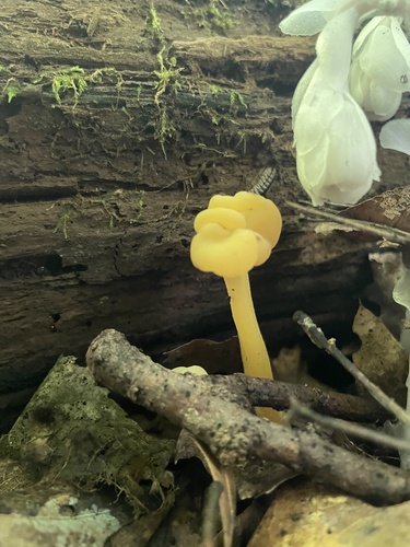 Ochre Jelly Club