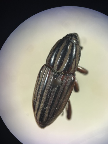 Corn Billbug (Sphenophorus robustus) · iNaturalist