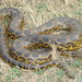 Anaconda Amarilla - Photo (c) Walter S. Prado, todos los derechos reservados, subido por Walter S. Prado
