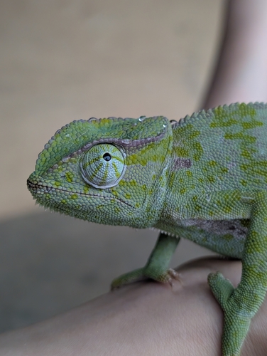 Senegal Chameleon