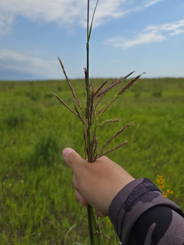 big bluestem