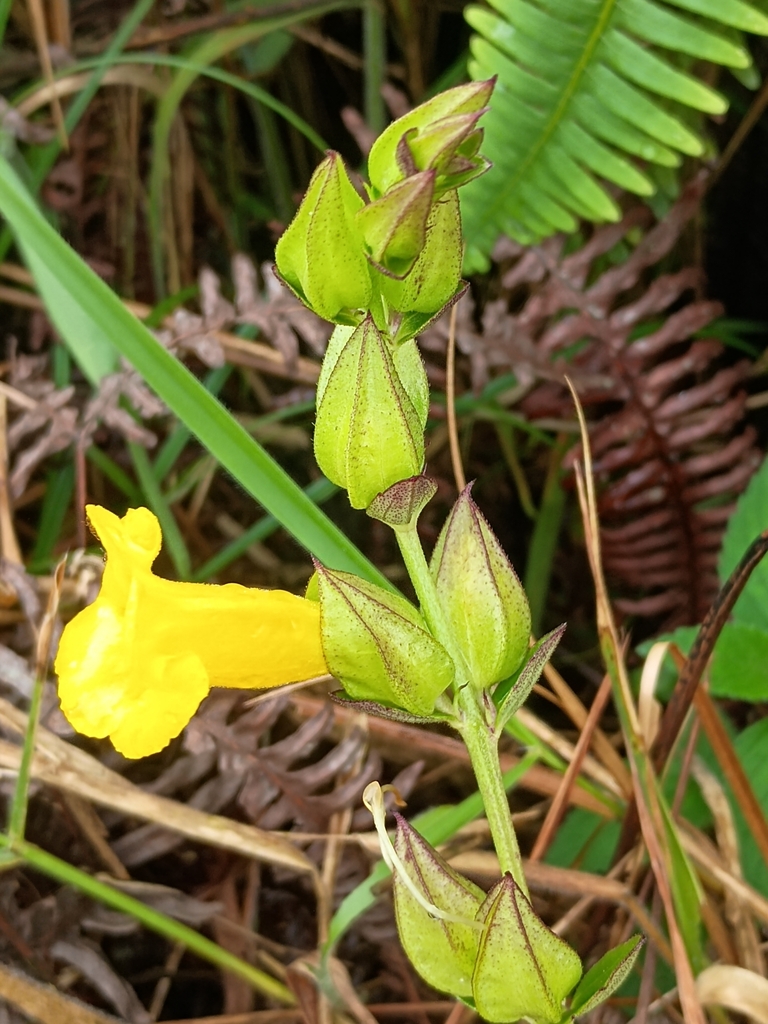 Centranthera grandiflora (Centranthera grandiflora)