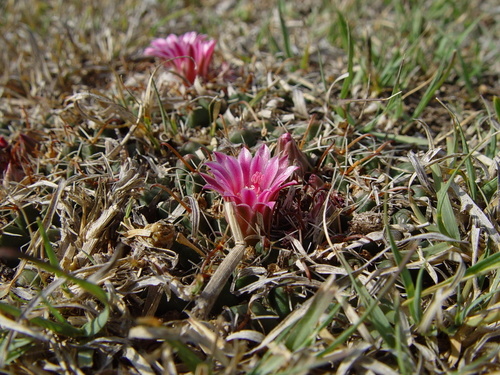 Mammillaria uncinata