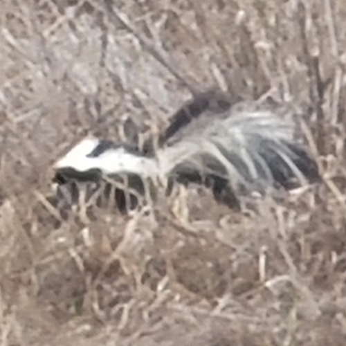 iNaturalist observation photo of Striped Skunk