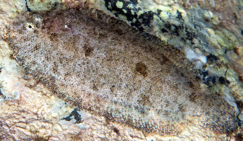 Aseraggodes senoui