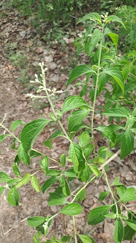butterberry