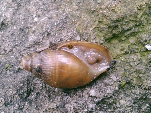 Euglandina vanuxemensis