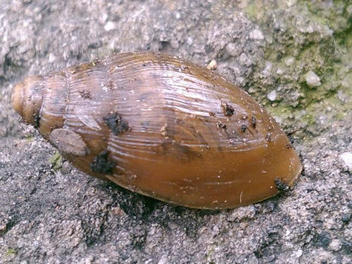 Euglandina vanuxemensis