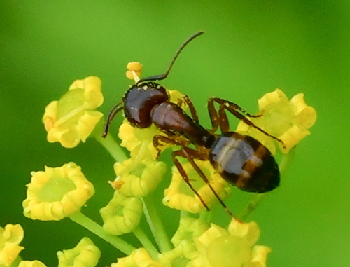 Bearded Carpenter ant