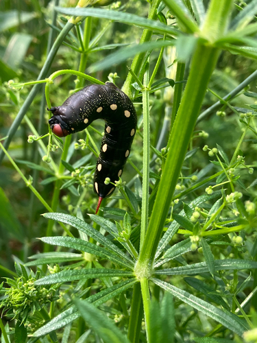Bedstraw Hawkmoth