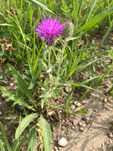 Flodman's thistle