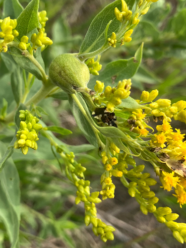 Jagged Ambush Bug