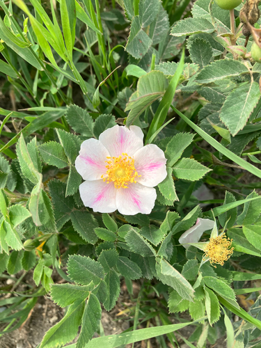 prairie rose