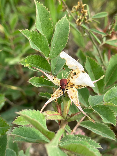 Rose Curculio