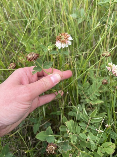 Alsike clover