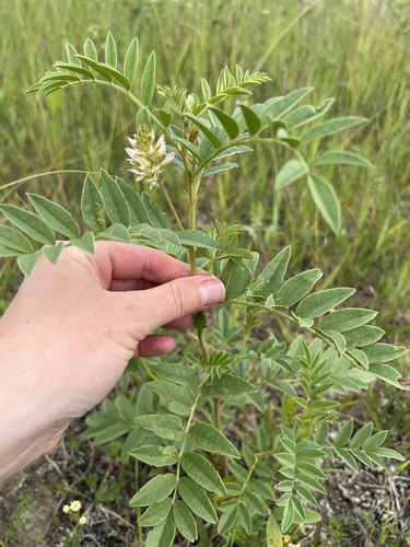 Wild Licorice