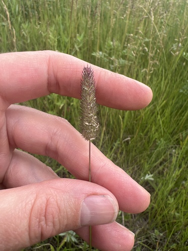 Timothy grass