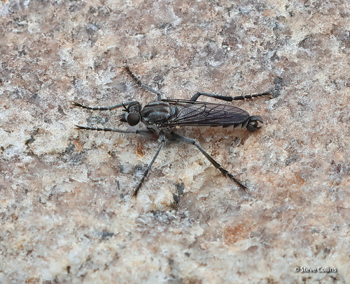 Unknown species found near Valley County, ID, USA