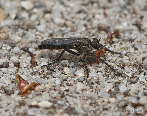 Unknown species found near Valley County, ID, USA