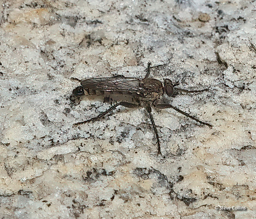 Unknown species found near Valley County, ID, USA