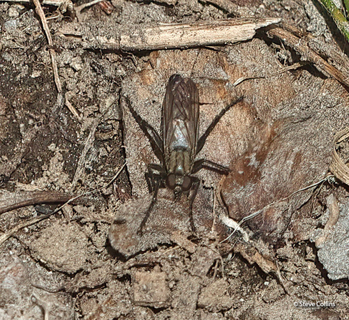 Unknown species found near Valley County, ID, USA